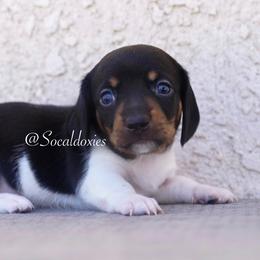 Stitch - Piebald male Dachshund puppy in Apple Valley, California from Socaldoxies