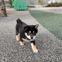 Snowy - Black and tan female Shiba Inu puppy in San Francisco, California from Bay Area Shiba Inu