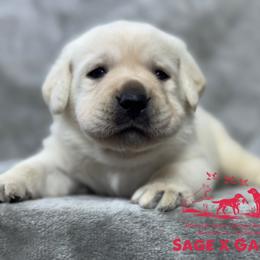 Red collar - Yellow male Labrador Retriever puppy in Beaverdam, Virginia from Riverside Sunset Labrador Retrievers