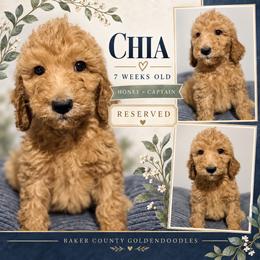 Tessa - Red  female Goldendoodle puppy in Macclenny, Florida from Baker County Goldendoodles