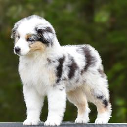 Honor - Blue merle male Miniature American Shepherd puppy in Omaha, Arkansas from Ashland Miniature American Shepherds & Miniature Australian Shepherds