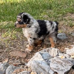 BLUE MERLE FEMALE 1 - Blue merle female Australian Shepherd puppy in Christiana, Tennessee from Vaught Family Farm