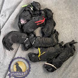 Girl 4 - female Poodle puppy in Albany, Kentucky from Impressive Cartwright Standards