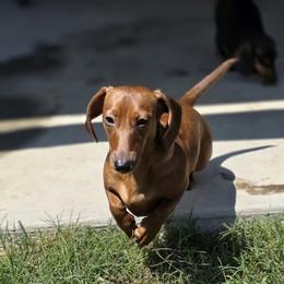 Dachshund All Grown Up from DK's Dream Doxies