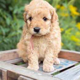 Kelce - Red  female Goldendoodle puppy in Zeeland, Michigan from Dandelion Lane Doodles
