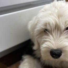 Aussiedoodles, Australian Shepherds, Old English Sheepdogs, and Sheepadoodles from Star Garnet Pups