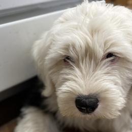 Aussiedoodles, Australian Shepherds, Old English Sheepdogs, and Sheepadoodles from Star Garnet Pups