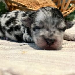 Pembroke Welsh Corgis, Poodles, and Toy Australian Shepherds from Sweet Peach Puppies
