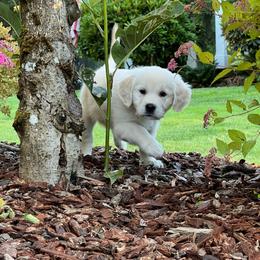 Girl 5 - Light golden female Golden Retriever puppy in Battleground, Washington from Brooklin Canine
