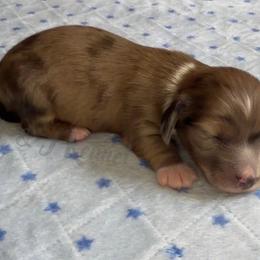 Lighting - Dapple male Dachshund puppy in Mc Donough, Georgia from L & J Kennel