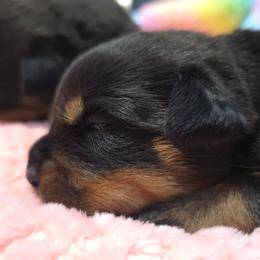 Pink - Black and mahogany female Rottweiler puppy in Cocoa, Florida from Space Coast Rottweilers