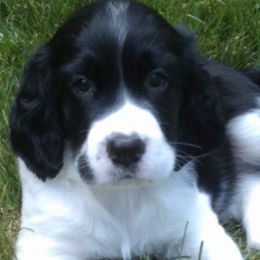 English Springer Spaniels from Tami Morris
