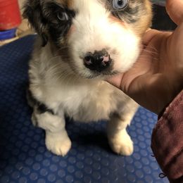 Australian Shepherd Puppies from Wagon Wheel Aussies