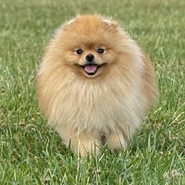 Cannoli - Pomeranian