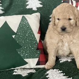 Ginger Snap - Cream female Goldendoodle puppy in Fort Collins, Colorado from Quiet Waters Ranch Family Raised Goldendoodles