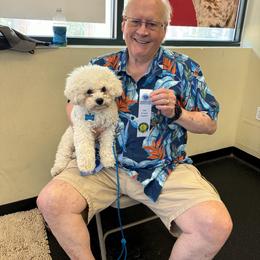 Bichon Frise Puppies from Blooming Bichons
