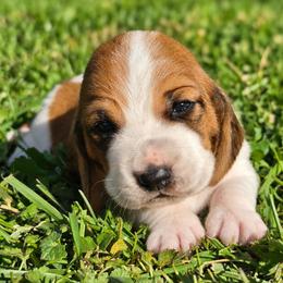 Charmeleon - Mahogany and white female Basset Hound puppy in Independence, Kentucky from Lil Shorties Bassets