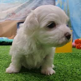Professor - White male Maltese puppy in Aurora, Missouri from KnJ Precious Paws LLC