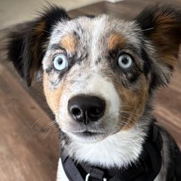 Miniature Australian Shepherds from Adair Acres Aussies