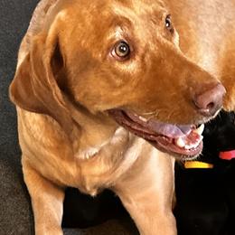 Labrador Retrievers from Bethel Woods Kennels