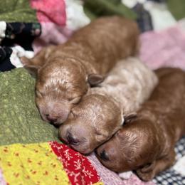 Girl 1 - Red  female Goldendoodle puppy in Belgreen, Alabama from Scott’s Farm Poodles and Doodles