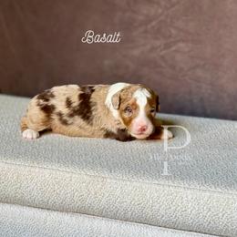 Basalt - Chocolate merle male Bernedoodle puppy in Tulsa, Oklahoma from The Poodle Co. Raising Doodles & Poodles