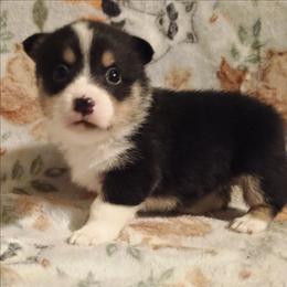 Girl 4 - Black and tan female American Corgi puppy in Pioneer, Michigan from Country Corners Corgis