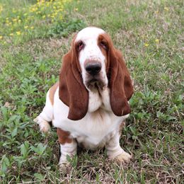 Isis - Red and white Basset Hound puppy in Morton, Mississippi from Magnolia Basset Hounds