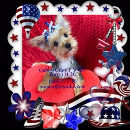 Boston Terrier, Maltese, Morkie, and Yorkshire Terrier Puppies from Malteseuluv’s Tiny Treasurers