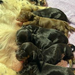 Boy 4 - Black and tan male Dachshund puppy in Alice, Texas from Crimson’s longhair Dachshunds