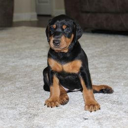 Doberman Pinscher Puppies from Franklin Dobermans