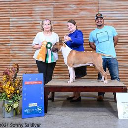 Bull Terrier Puppies from Valkyrie Bull Terriers