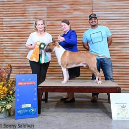 Bull Terrier Puppies from Valkyrie Bull Terriers