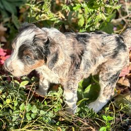 Blue Merle, Split Face, boy 2 - Blue merle male Aussiedoodle puppy in Parma, Idaho from Arena Valley Acres