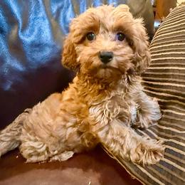 Copper - Red male Maltipoo puppy in Lancaster, South Carolina from 3 Bs Havanese-PUPPIES with  PURPOSE