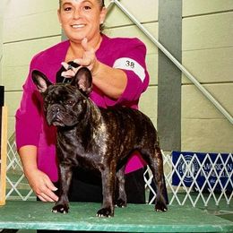 Abby - French Bulldog