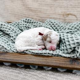 Rudolph - Parti female Goldendoodle puppy in Montgomery, Texas from Dacus Doodles