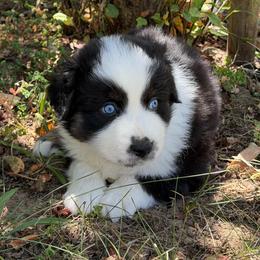 Memphis - Black tri-color male Australian Shepherd puppy in Olivehurst, California from Double M Aussies