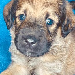 Labradoodles and Labrador Retrievers from Whispers of Grace Labs & Doodles