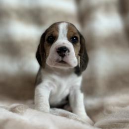AKC Story - Black tan and white female Beagle puppy in Chillicothe, Missouri from Tymber Lake Beagles