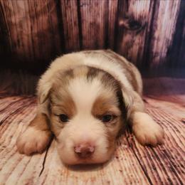 Winterfell - Red merle male Miniature Australian Shepherd puppy in Macomb, Missouri from Faunus Farms and Aussies