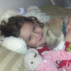 Chesapeake Bay Retriever Puppies from Pond Hollow Chesapeakes