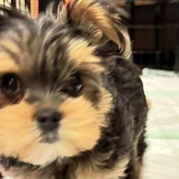 Morkies from Melanie Mitchell