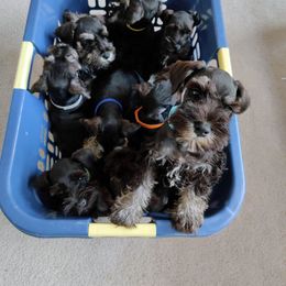 Miniature Schnauzer Puppies from Barenaba Schnauzers