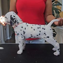 Dalmatian Puppies from Spotted Theory