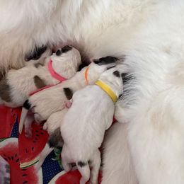 Great Pyrenees Puppies from Sugar Pine Pyrenees