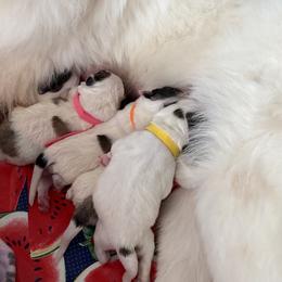 Great Pyrenees Puppies from Sugar Pine Pyrenees