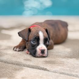 Captain America (Cap) - Brindle male Boxer puppy in Georgia from Stephanie’s Boxers