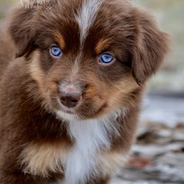 RTF-4 - Red tri-color female Miniature American Shepherd puppy in Baker City, Oregon from Back Country Aussies