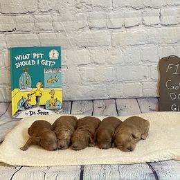 Goldendoodle and Poodle Puppies from Partridge Doodles and Poodles